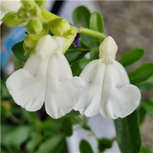 Salvia 'Mirage White'